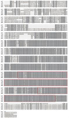 The differential expression and effects of Drosha on metamorphosis of Japanese flounder (paralichthys olivaceus)